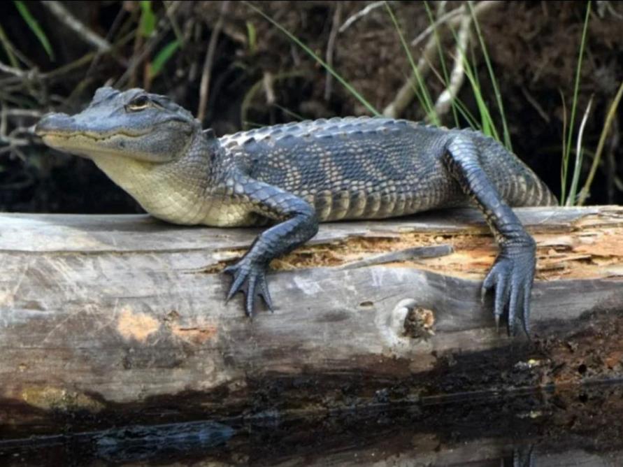 Alligator River National Wildlife Refuge