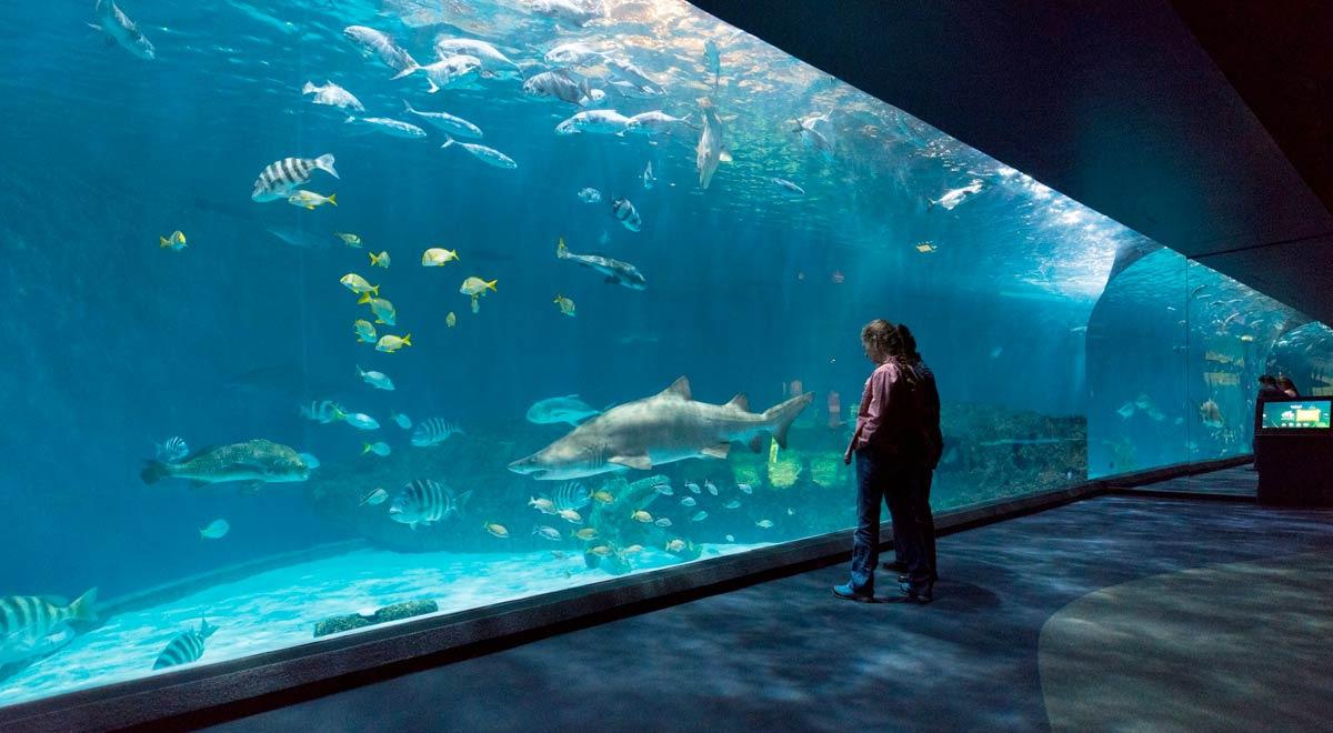 The North Carolina Aquarium
