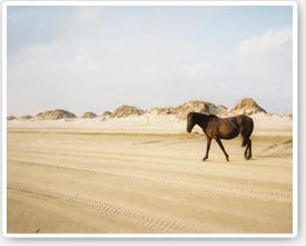 Corolla Vacation Rentals