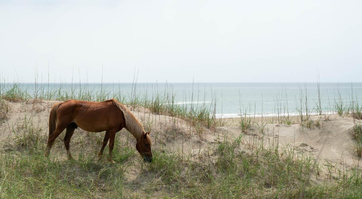 The Corolla Wildhorse Musuem