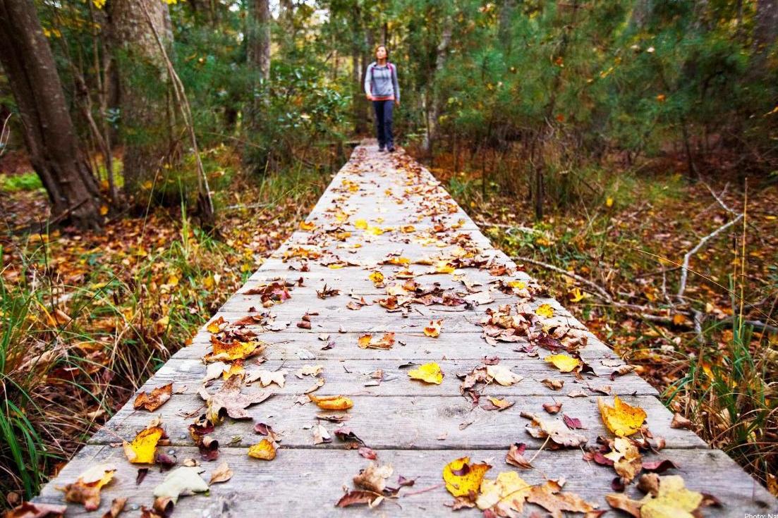 Explore Nature on the Outer Banks