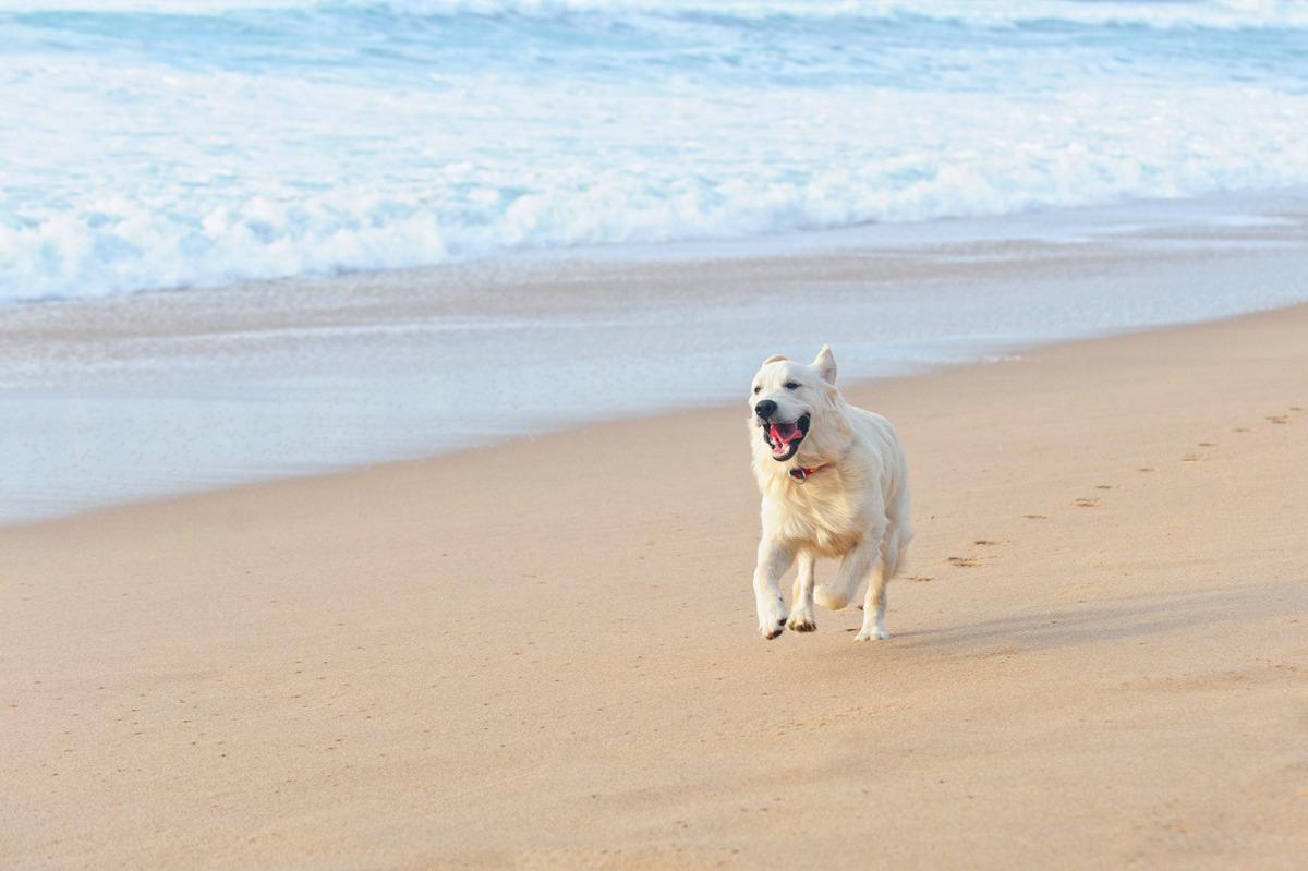 Off-Season Pet-Friendly Outer Banks Vacation Rentals