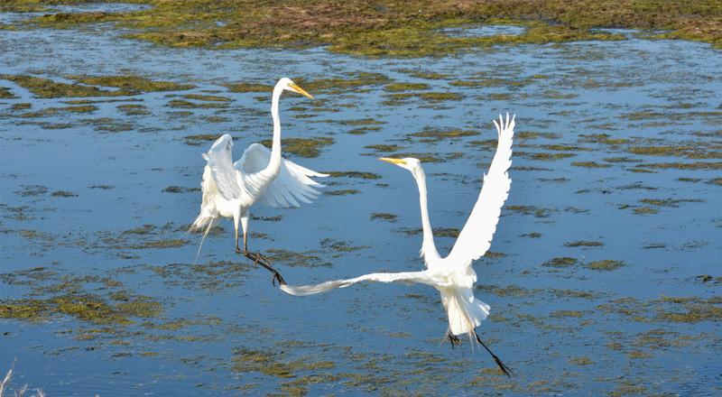 Pea Island National Wildlife Refuge