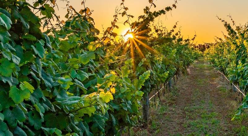 Sanctuary Vineyards