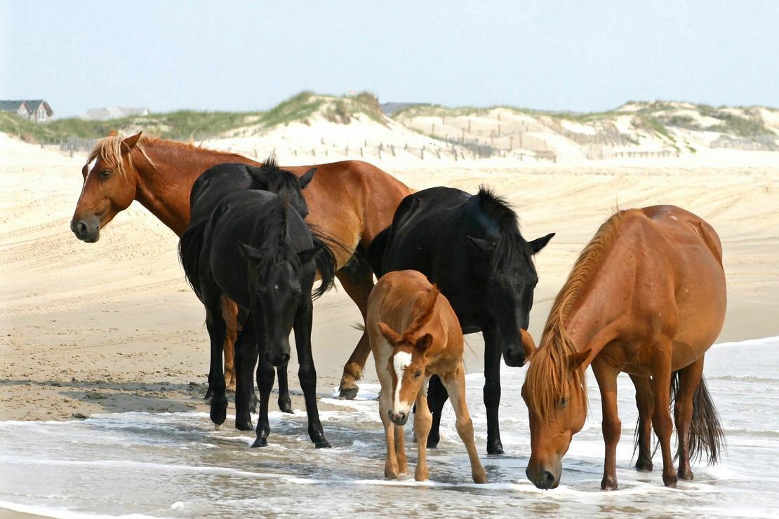 Outer Banks Events in March, April, and May