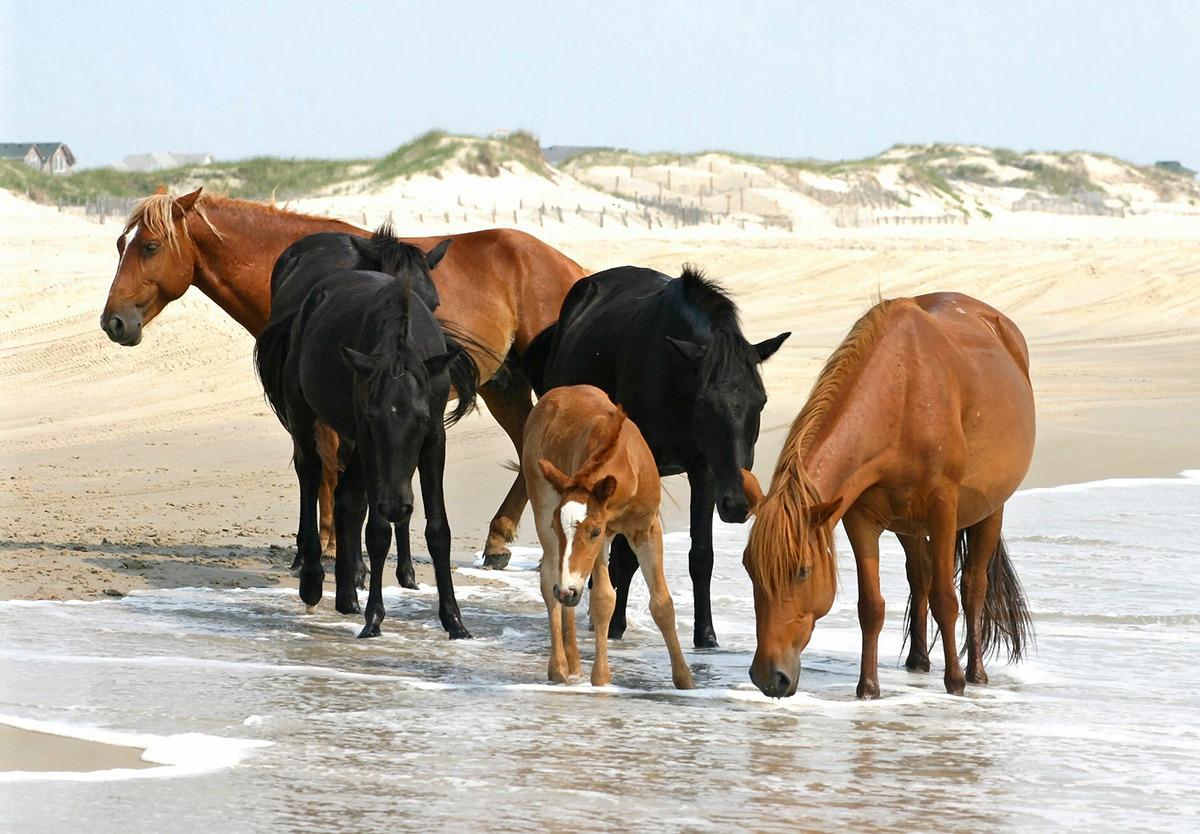 Spring on the Outer Banks