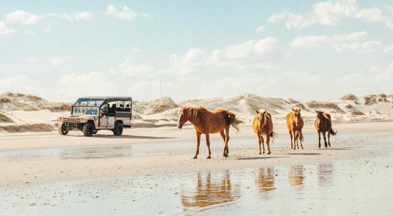 Wild Horse Adventure Tours