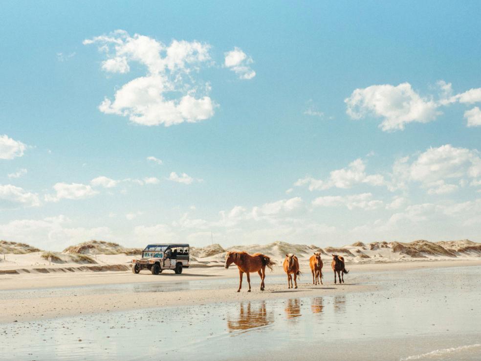 Outer Banks Wild Horse Tours